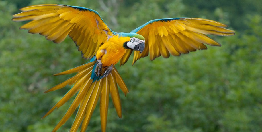 Попугай / Фото: history24.ru