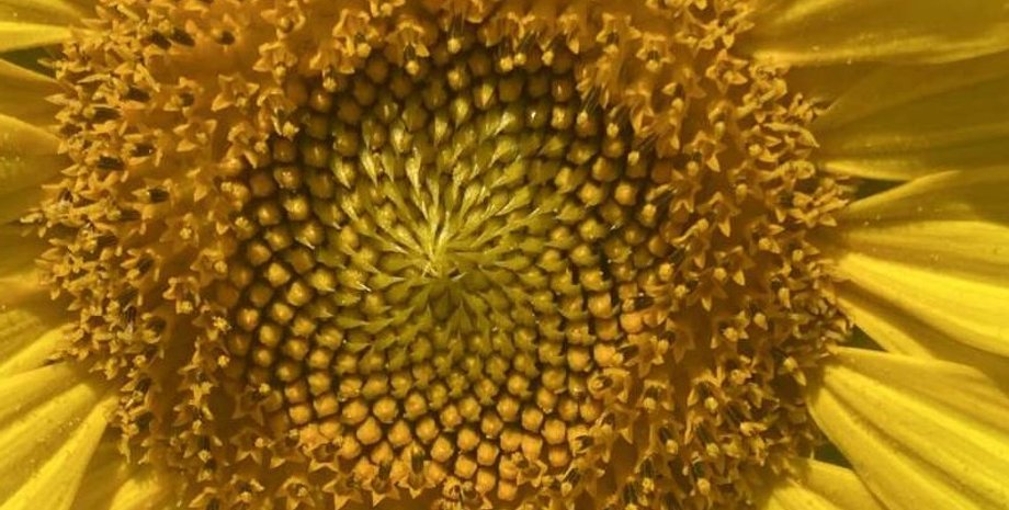 джміль, бджоли, харчування бджоли