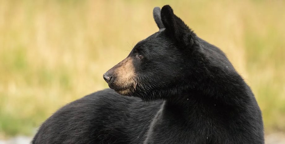 разрешили охоту на черных медведей