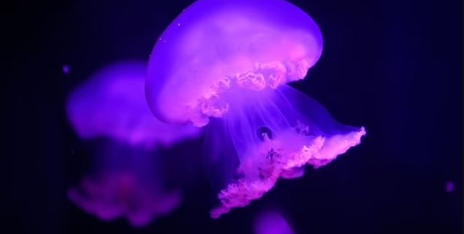 медузы, укусы медуз