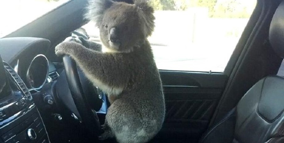 Австралия, коала, дтп, руль, водители, пассажиры