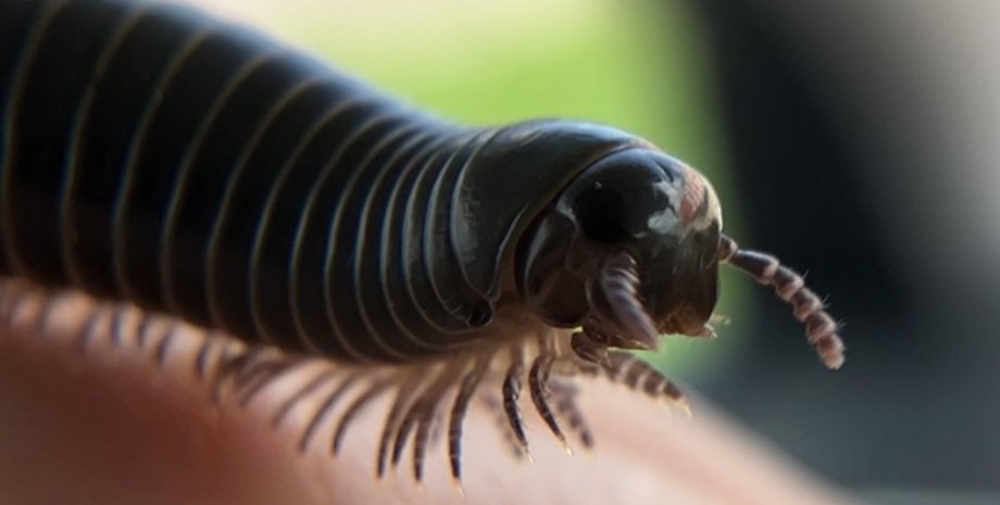 флоридські багатоніжки флоридські чагарникові багатоніжки