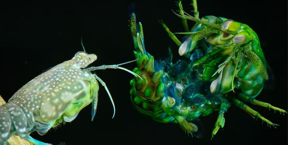 креветки, креветки богомолы