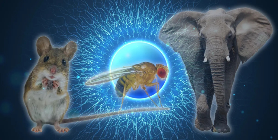 Найдовший сперматозоїд у світі у 20 разів довший за тіло свого господаря0