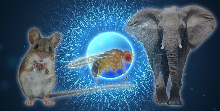 животные сперматозоиды