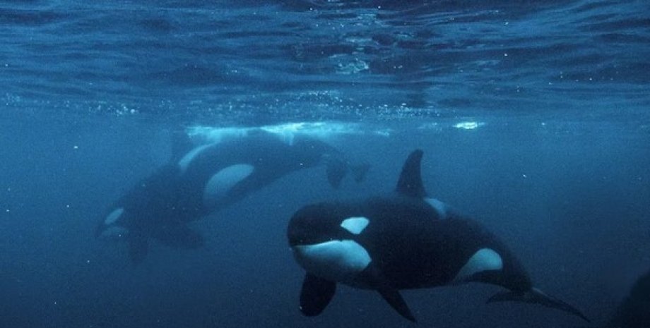Косатки нападают на акул чаще, чем мы думали косатка, нападение косаток