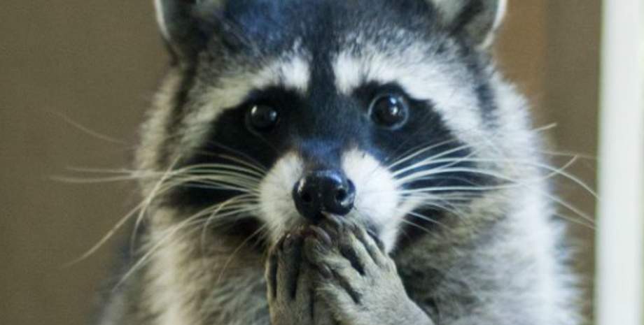 енот, курьез, курьез с енотами, еноты США