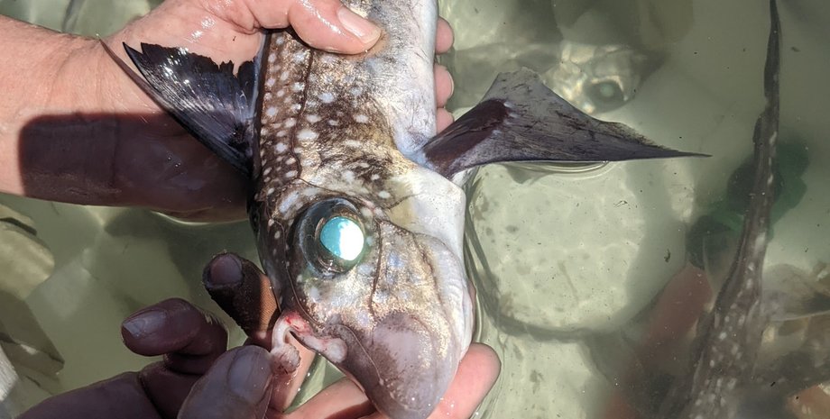 зубы акул призраков