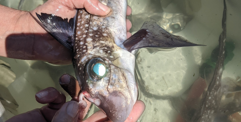акули примари зуби зуби акул привидів