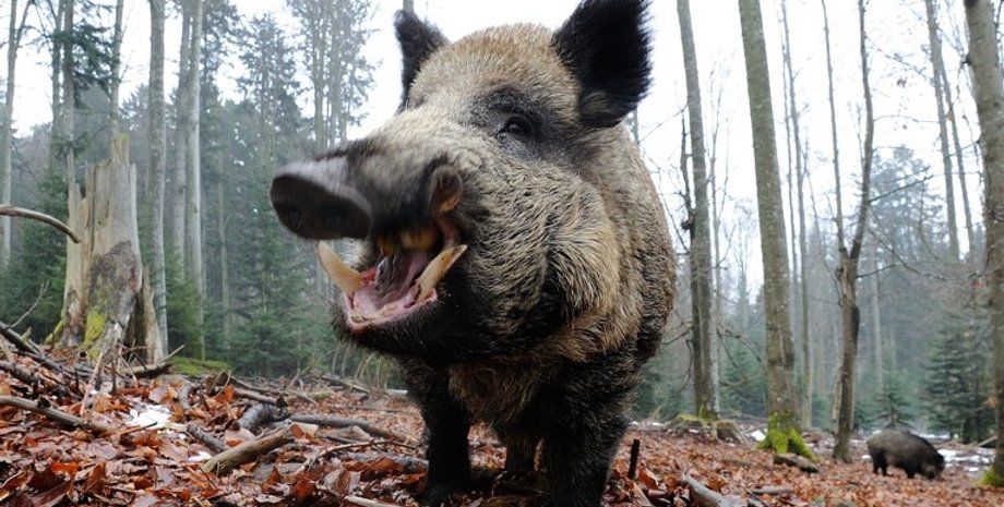 новости россии, российская дрг, беларусь, чернобыльская зона, ДРГ, дикий кабан