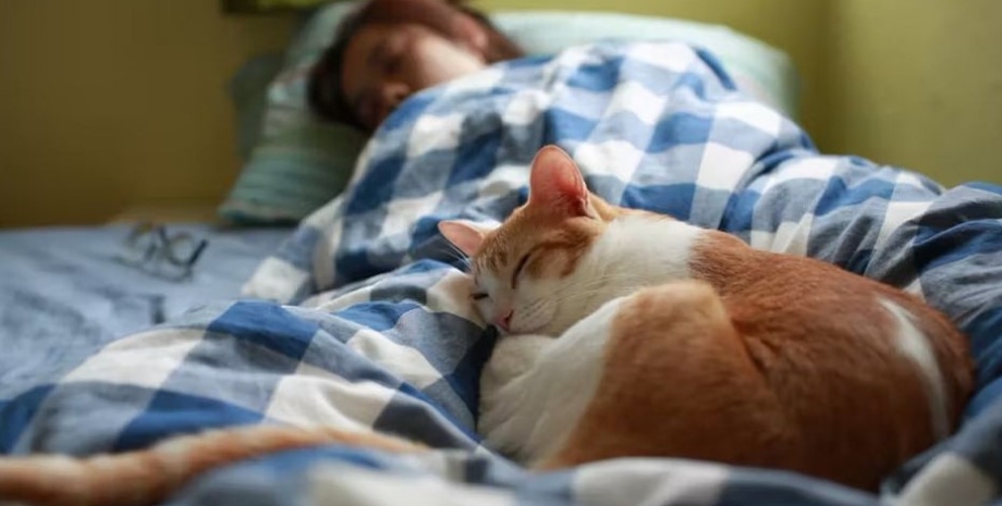 кішки, сон із кішками, люди і кішки сон