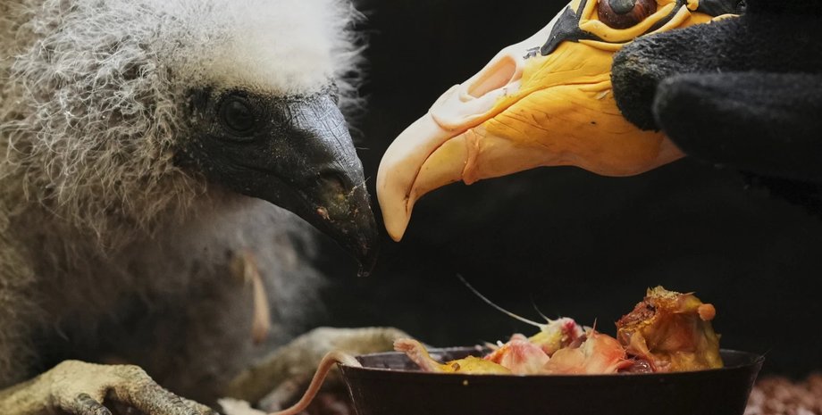 зоопарк, прага, вигодовування, жовтоголовий гриф, птах, пташеня