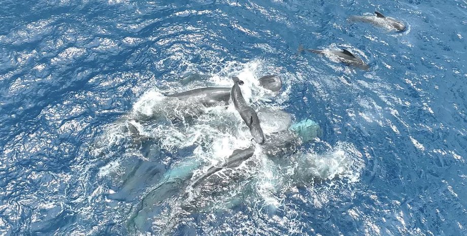 кашалот рождение