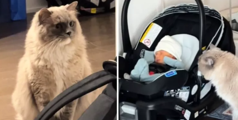 Реакция кошки на появление дома ребенка, первенец, дети, курьезы, США, приколы, смешные истории, тренды TikTok