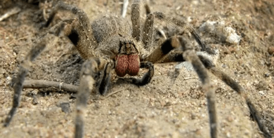 Ядовитый паук в магазине, ядовитый паук, закрыли супермаркет, паук в бананах, вызывает эрекцию, опасное насекомое