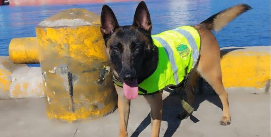 Кения, собака, полиция