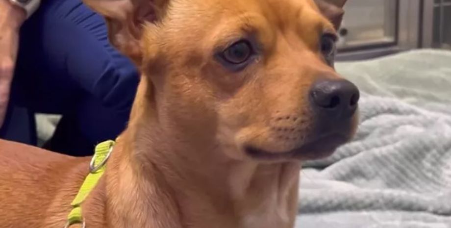 Захист тварин, порятунок безпритульних песиків, США