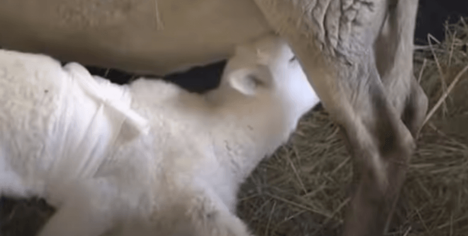 Шестиногий ягненок, наука, Германия