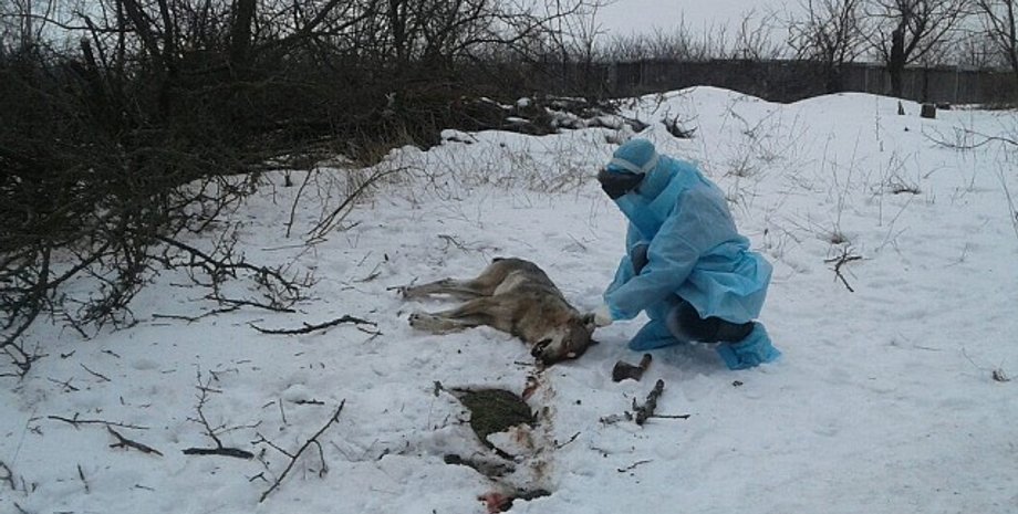 Фото: Цензор.net