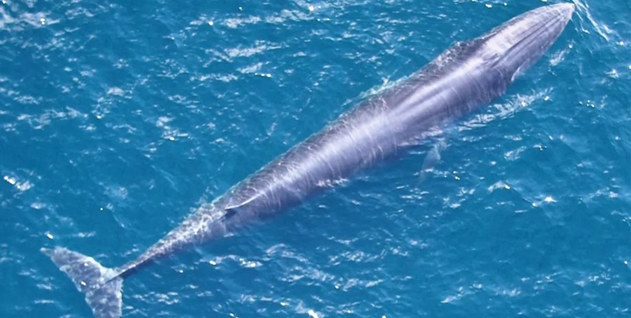 новий вид смугастих китів Нещодавно відкритий вид китів уже перебуває на межі зникнення: скільки їх залишилося0