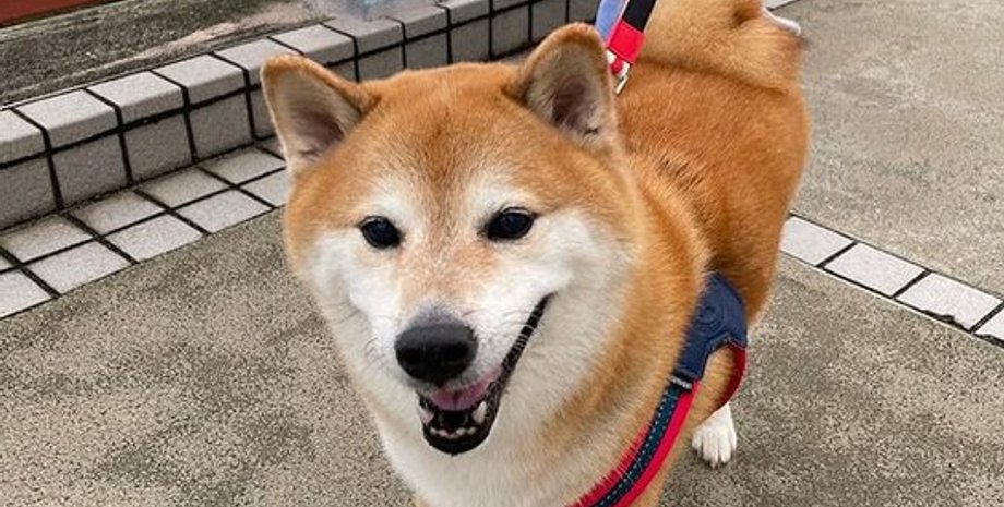 собака, мем, Болци, Чимс