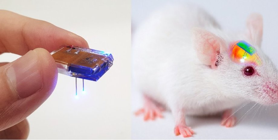 мозкової імплант, нейрочип, мікрочіп, нейрони, вчені, дослідження, мозок, корея