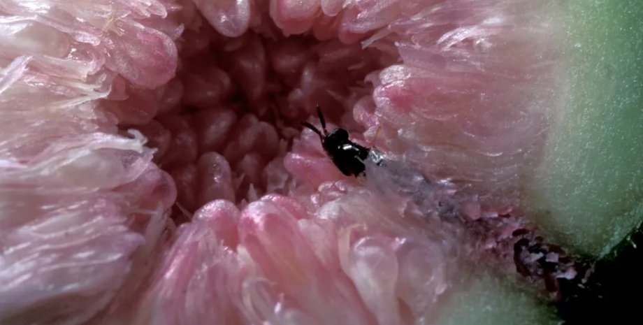 инжир, инжирная оса, насекомые