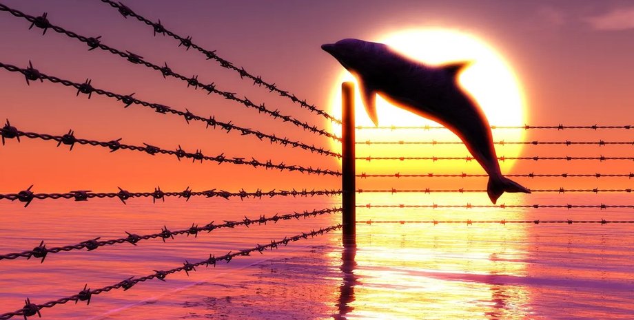 дельфины, дельфин в загоне