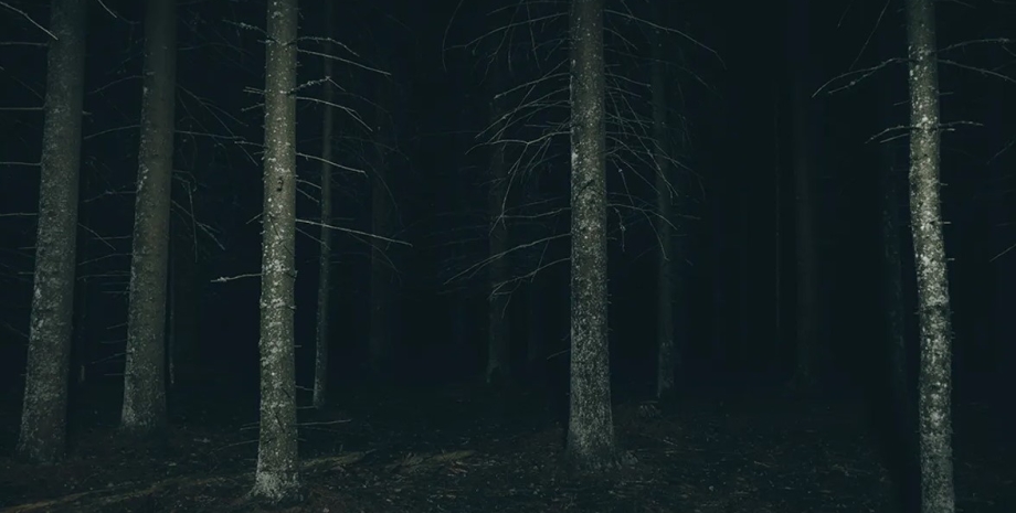 темный лес, лес