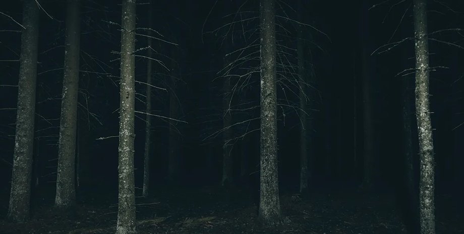 темный лес, лес