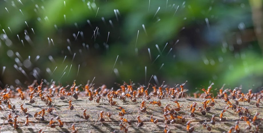 Мурахи, комахи, інвазивний вид, супермурахи, навала мурах, Tapinoma magnum, небезпечний вид мурах, мурахи руйнують будинки