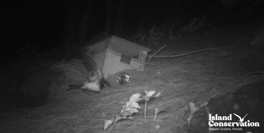 птицы, полинезийская качурка, качурка