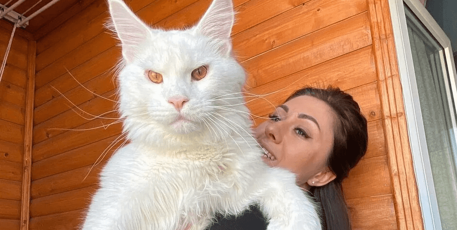 Огромный кот, самый большой кот в мире, Кефир, мейн-кун, животное, ребенок, семья, кот Кефир, может сам открыть дверь