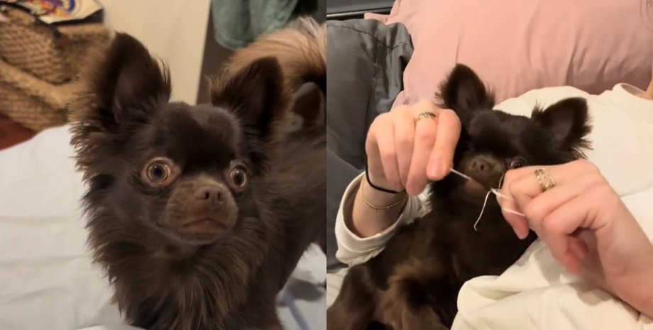 Собака, привычка собаки, необычная привычка, чистка зубов, зубы собаки, мечта стоматолога, соцсети, вирусный ролик, зубная нить