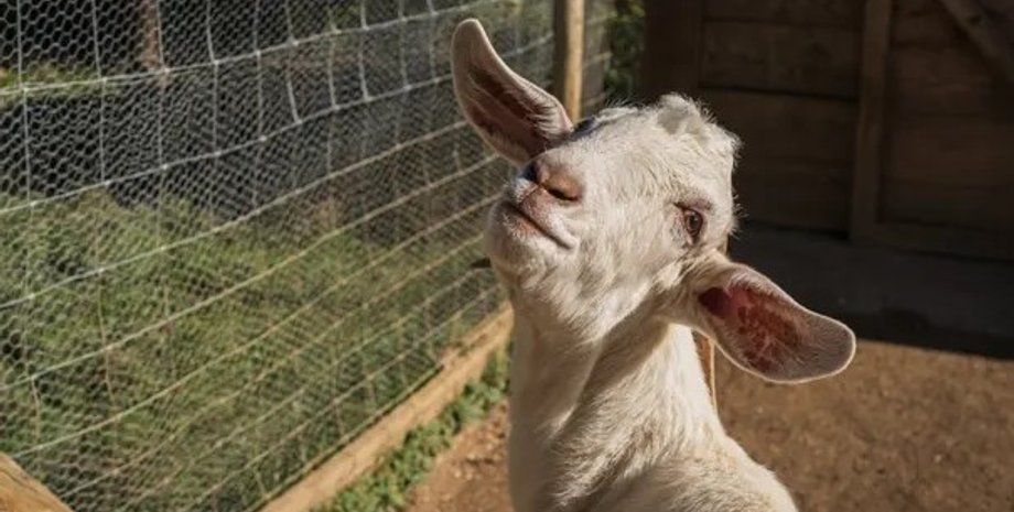 коза, домашние животные