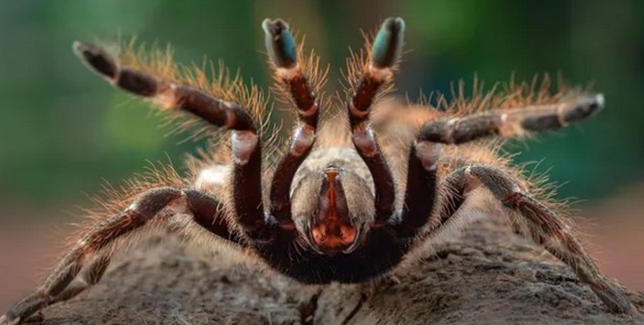 тарантулы, сша, сша тарантул