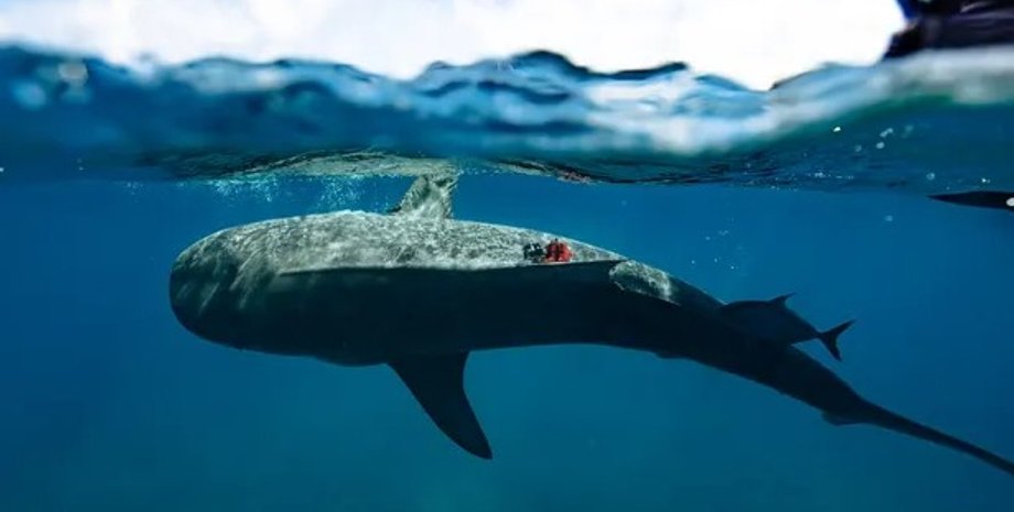 тигровая акула