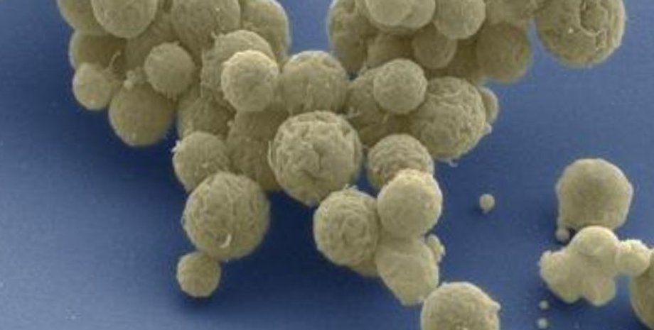 клетка, гены, микроскоп