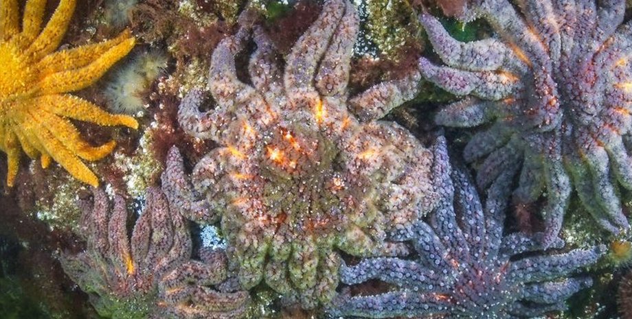 масове вимирання морських зірок