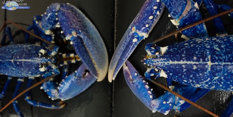 синий омар, синий лобстер, редкий омар