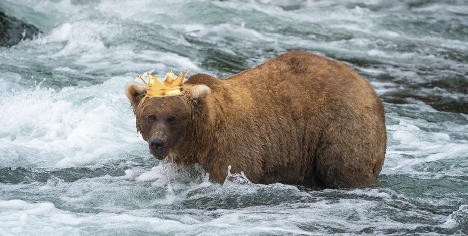 грейзер, медведица грейзер, грейзер медведица