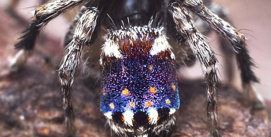 Фото: Joseph Schubert of Australia's Museums Victoria