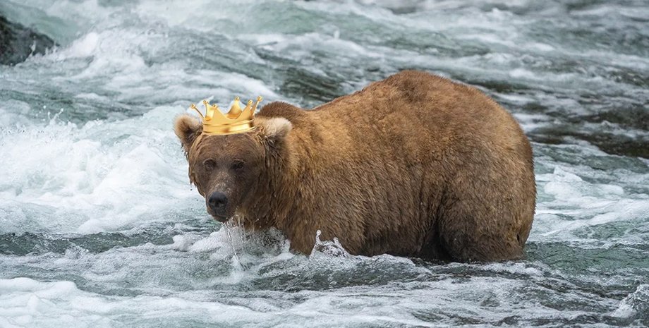 грейзер, медведица грейзер, грейзер медведица