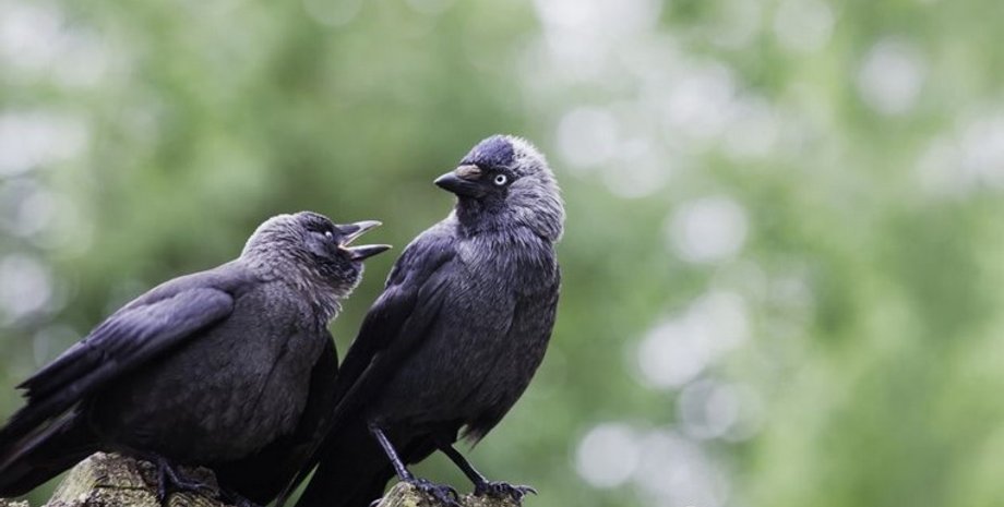 Галки, галка