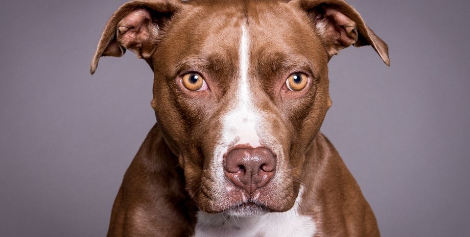 питбуль, пистолет, мужчина, собака, полиция, сша