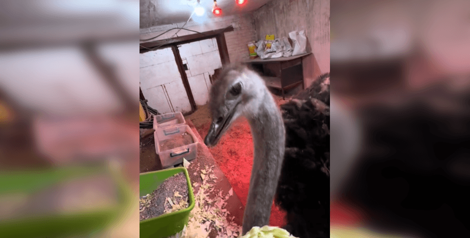 Страус у гаражі