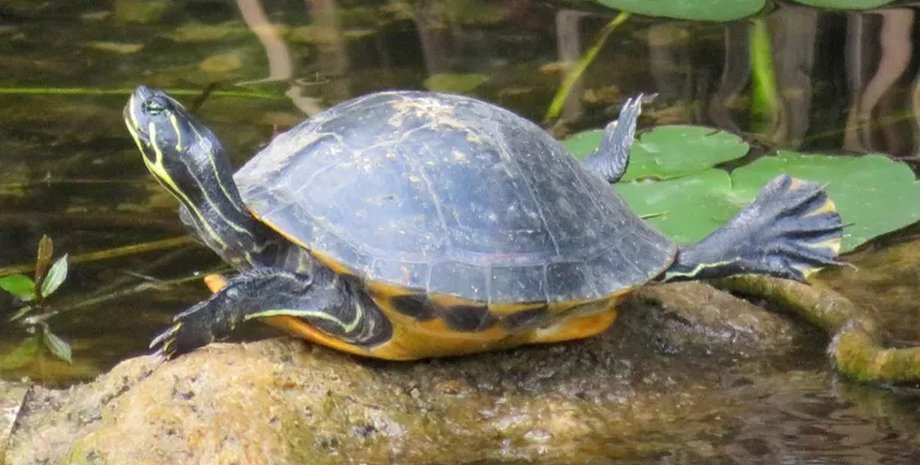 черепаха греется