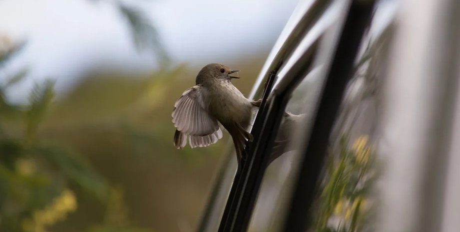 птицы, птицы нападение
