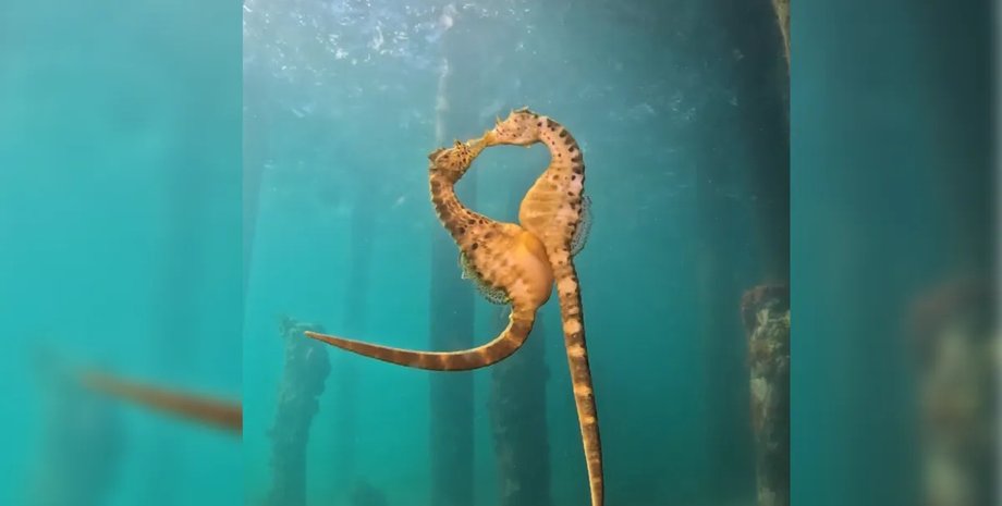 поцелуй морских коньков