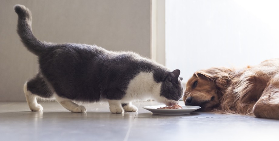 кот, собака, кошка, собачий корм, корм для кошек, домашние животные, еда для домашних питомцев